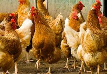 How to raise backyard chickens