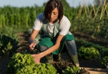 Your Essential Guide to a Productive Survival Garden